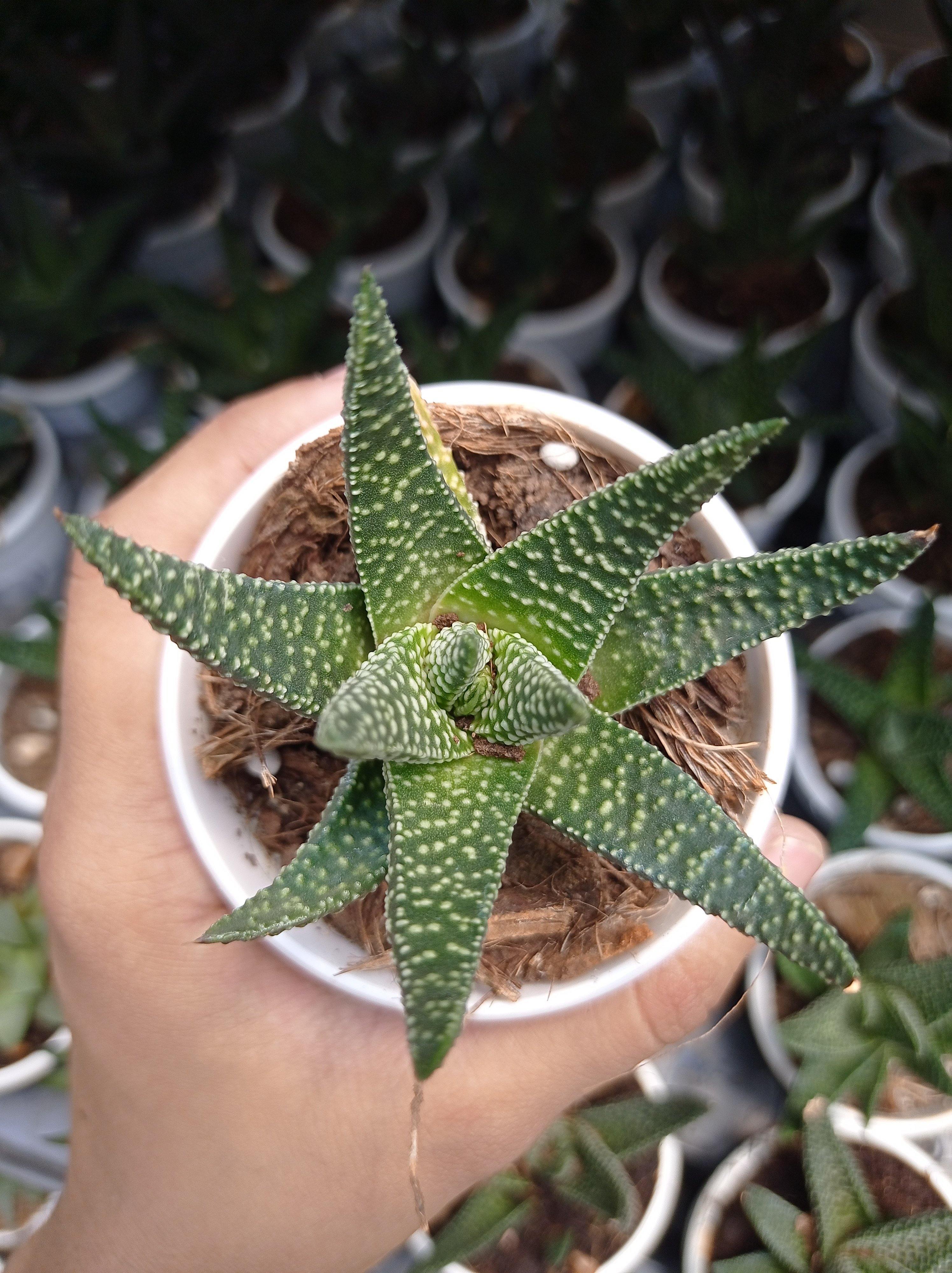 Aloe Flow Succulent Plant