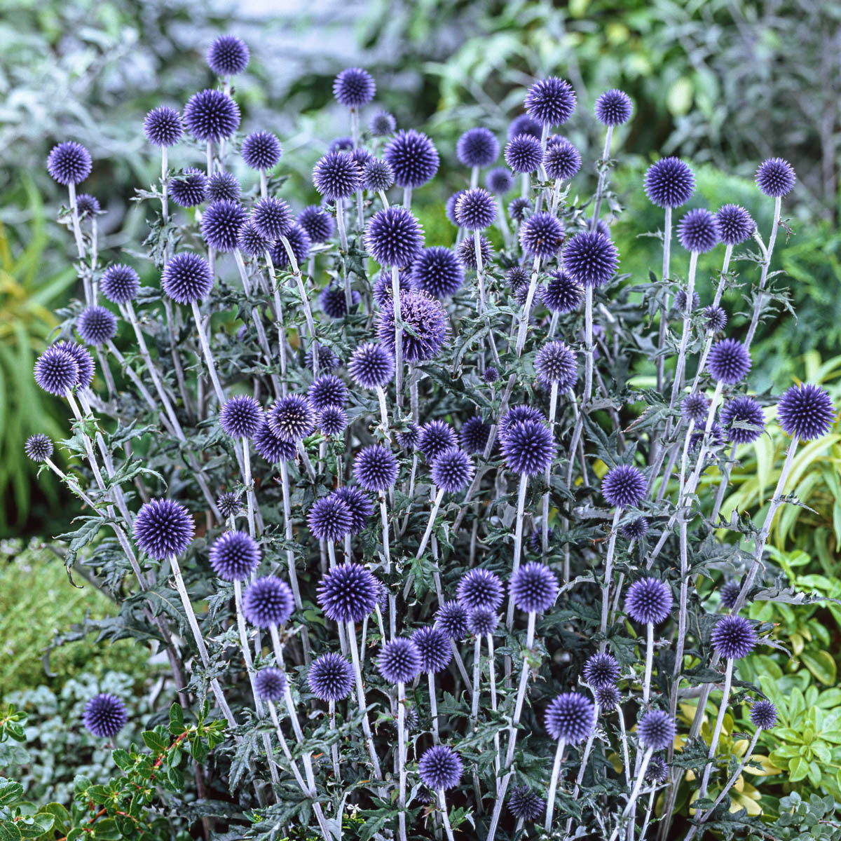 Veitch's Blue Globe Thistle (Echinops) Dormant Bare Root Starter Perennial Plant (1-Pack)