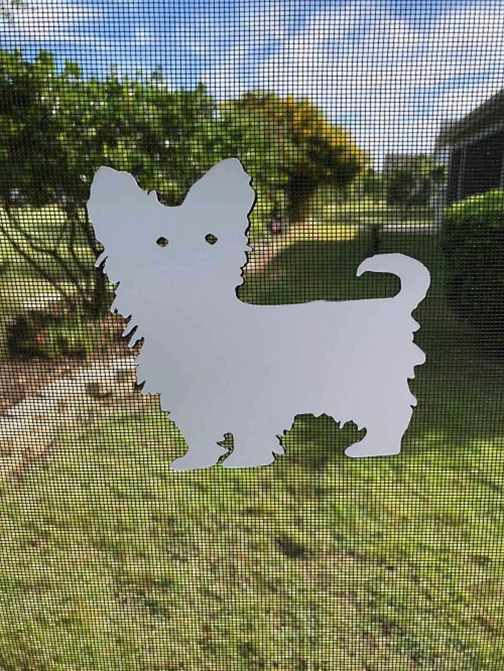 DCentral Yorkshire Terrier 