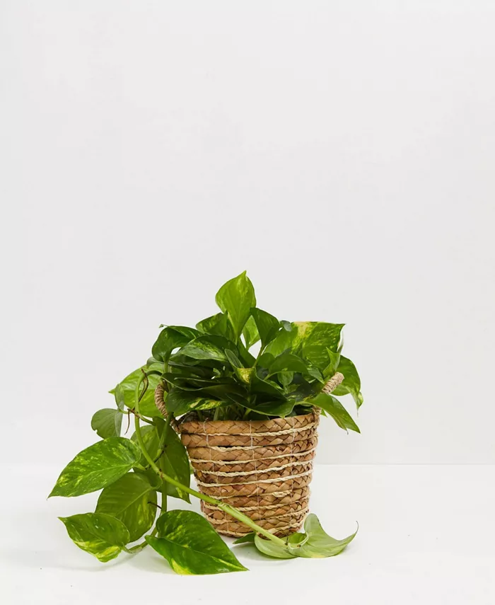 Lively Root Golden Pothos Live Plant， 4