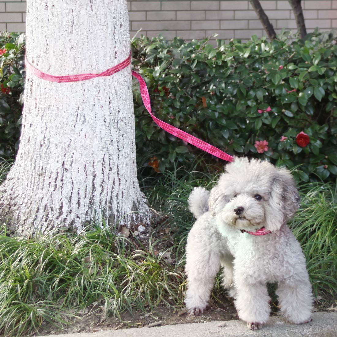 azuza Reflective Dog Collar and Leash Set Padded Collar with Matching Clip Handle Leash