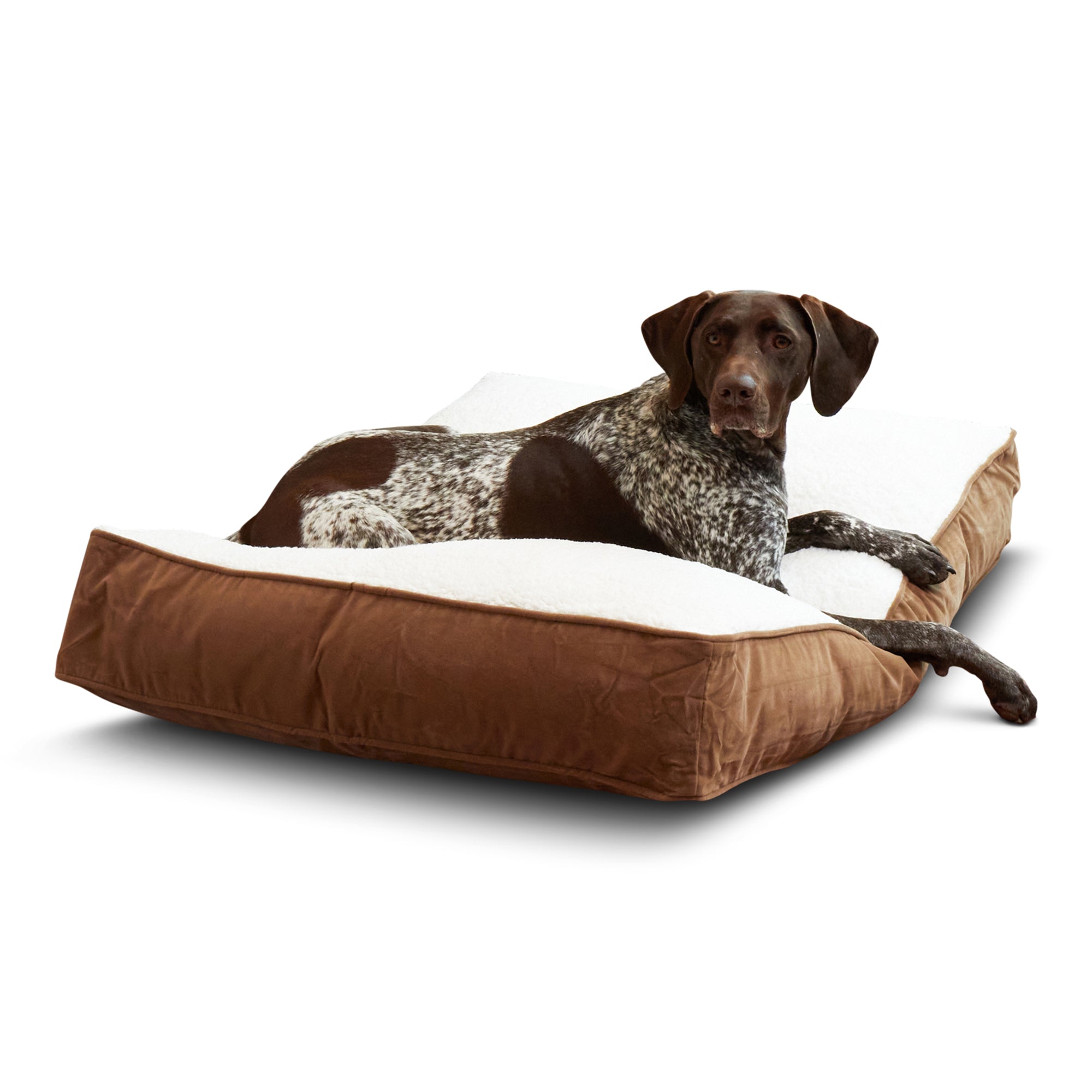 Happy Hounds Buster Sherpa Rectangle Pillow Style Dog Bed， Latte， Medium (42 x 30 in.)