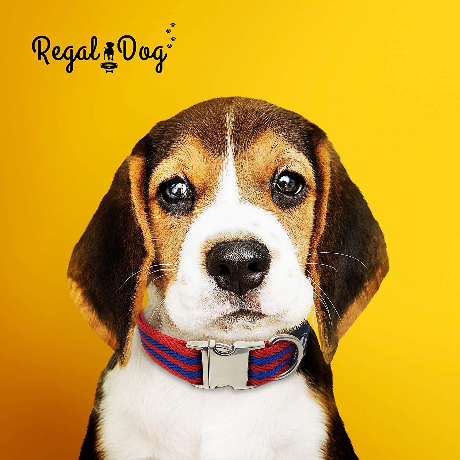 Regal Dog Products Dog Collar with Metal Buckle and D Ring - Fits Small， Medium， Large Dogs