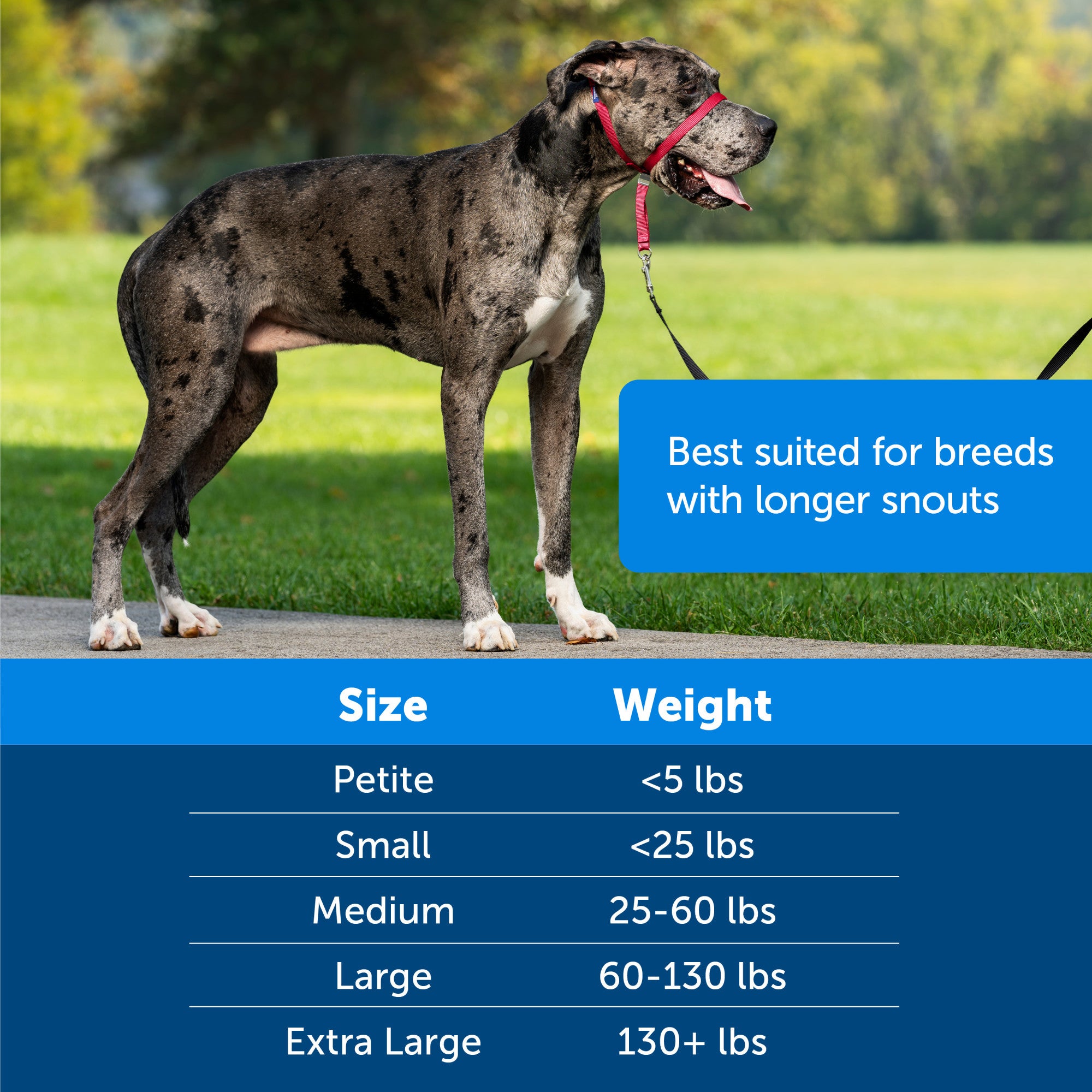 PetSafe Gentle Leader Headcollar， No-Pull Dog Collar， Extra Large +130 Lb.， Black