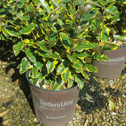 Olive Martini Elaeagnus (2 Gallon) Variegated Evergreen Shrub with Yellow and Green Foliage - Full Sun Live Outdoor Plant - Southern Living Plant Collection
