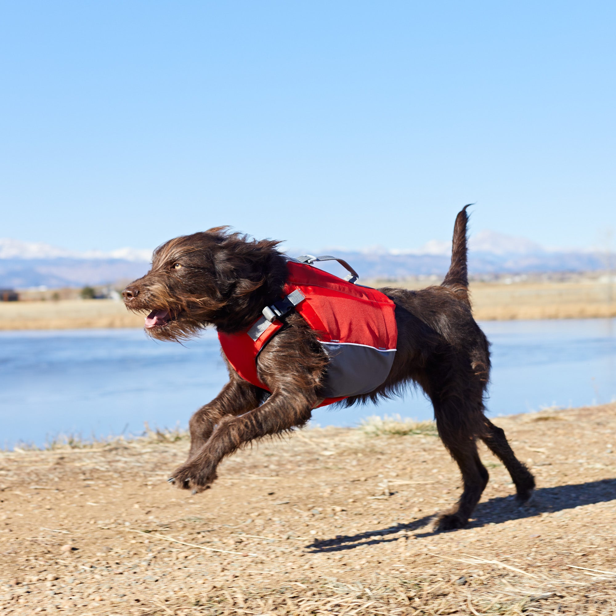 X2O CFD Red Dog Life Vest， Large (Pet Life Vest， Life Jacket， LG)