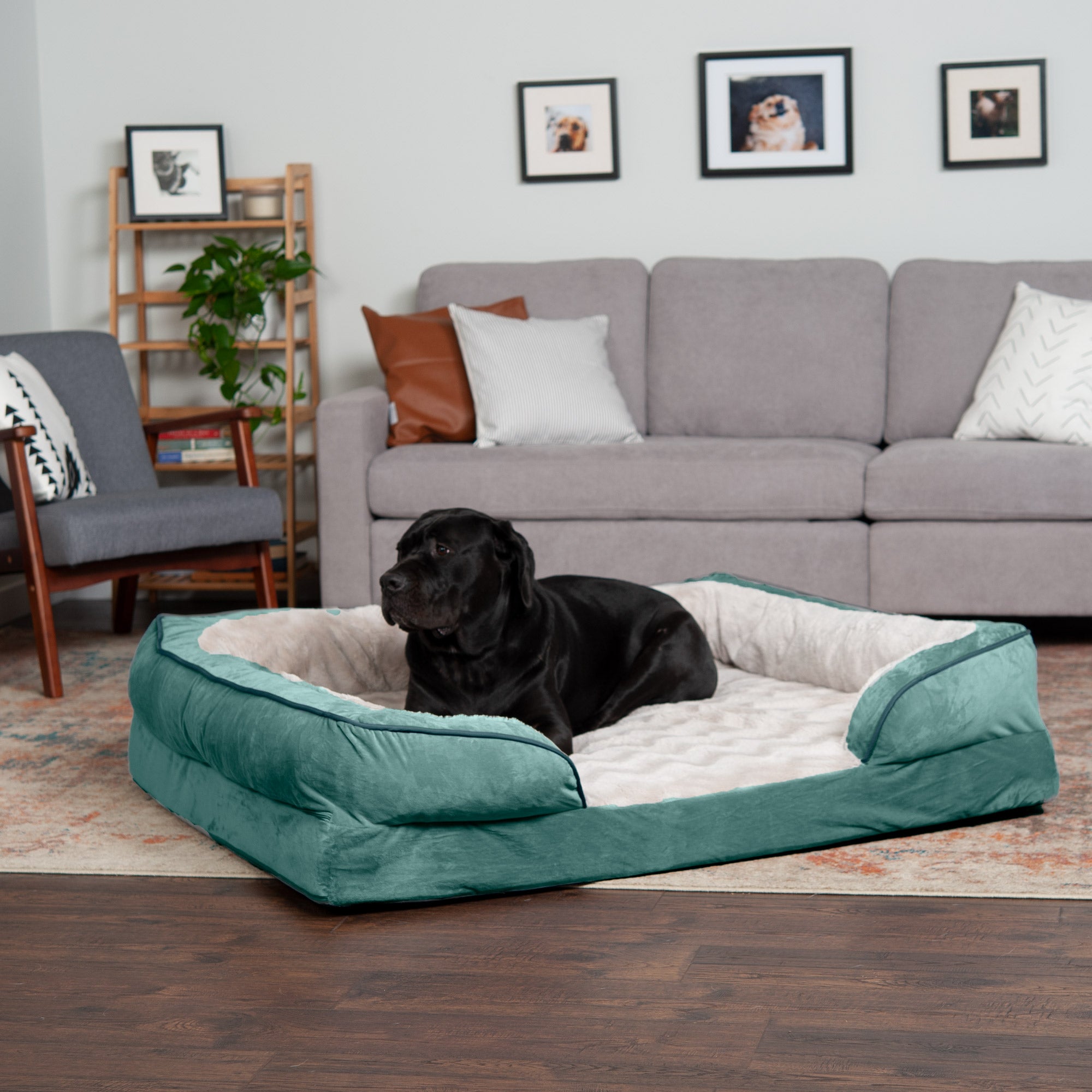 FurHaven Pet Products | Full Support Orthopedic Perfect Comfort Velvet Waves Sofa Pet Bed Dogs and Cats - Celadon Green， Jumbo Plus
