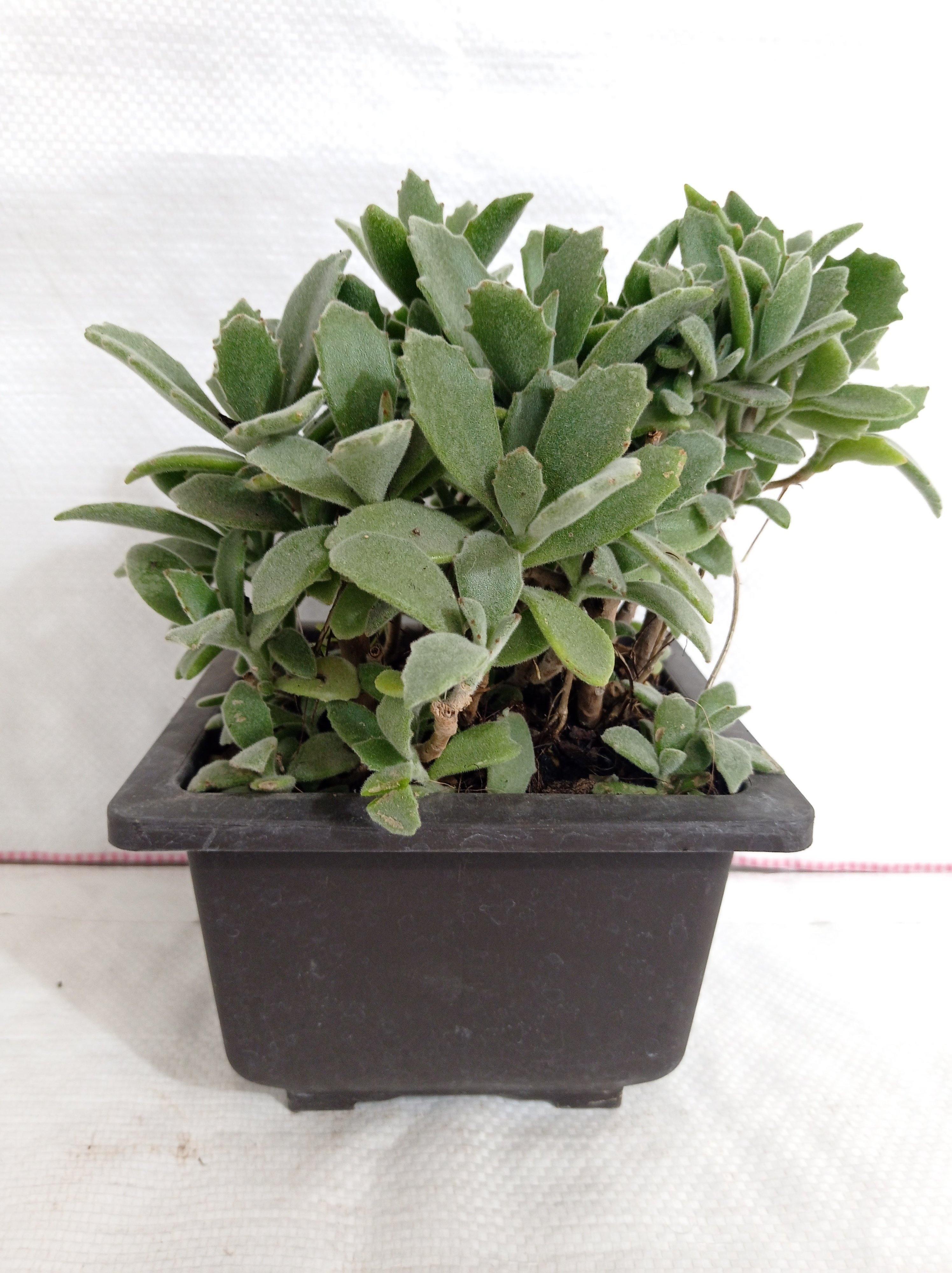 Kalanchoe Behartii Big Succulent Plant