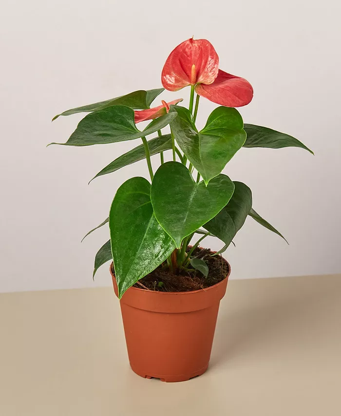 House Plant Shop Pink Anthurium Live Plant， 4