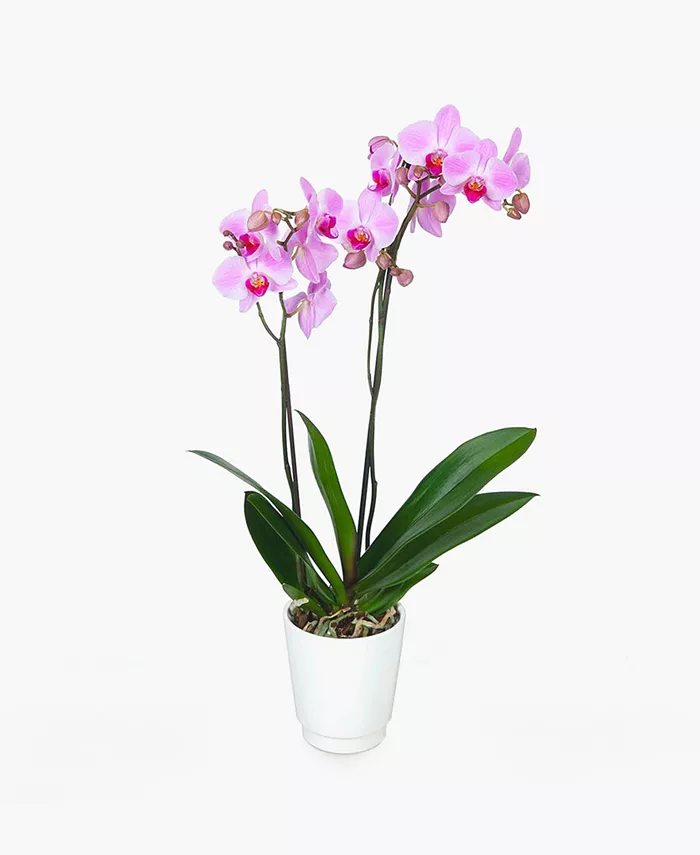 BloomsyBox Paris Flowers Orchid Live Plant