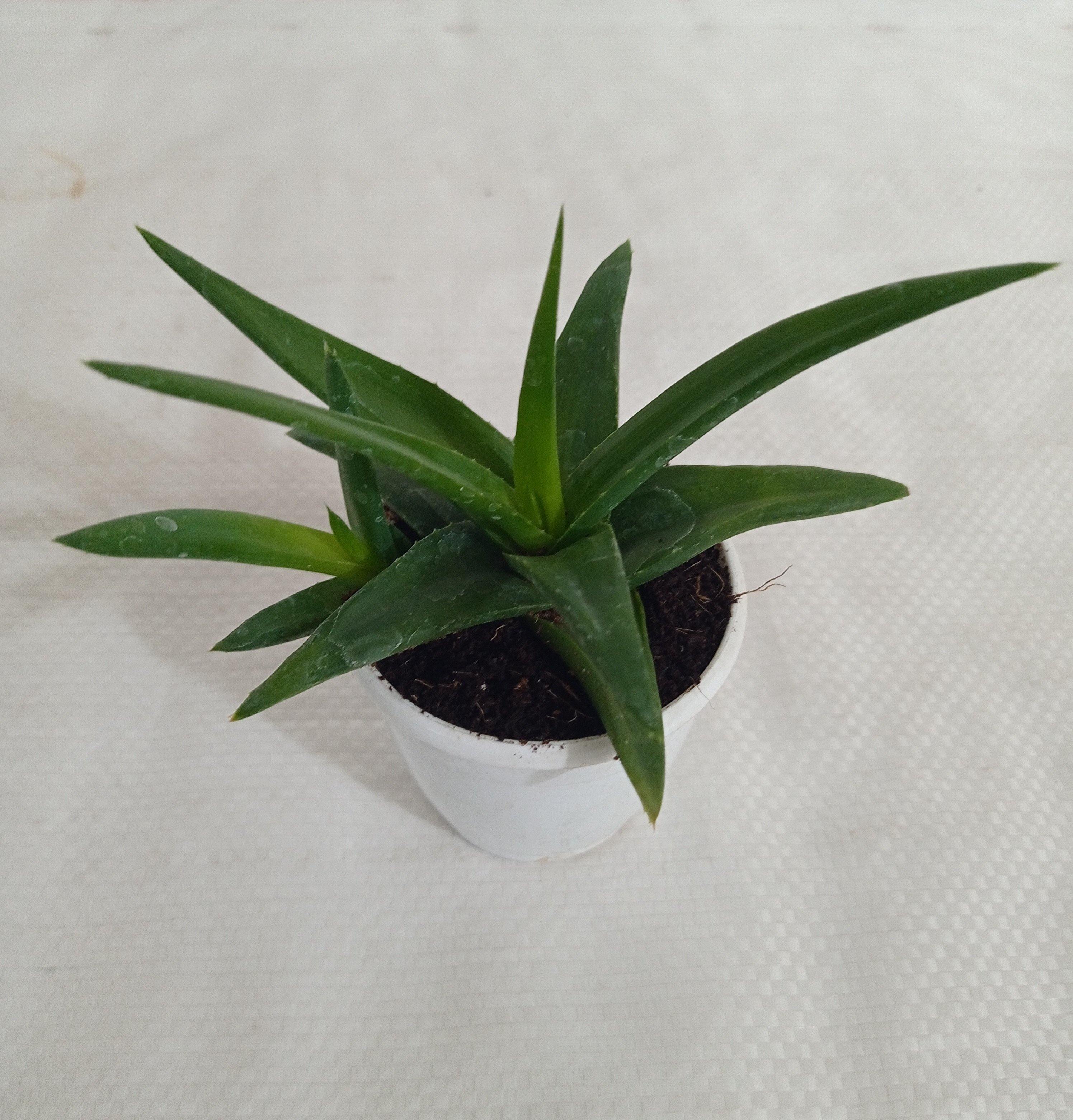 Aloe Black Gem (Alworthia 'Black Gem') Succulent Plant