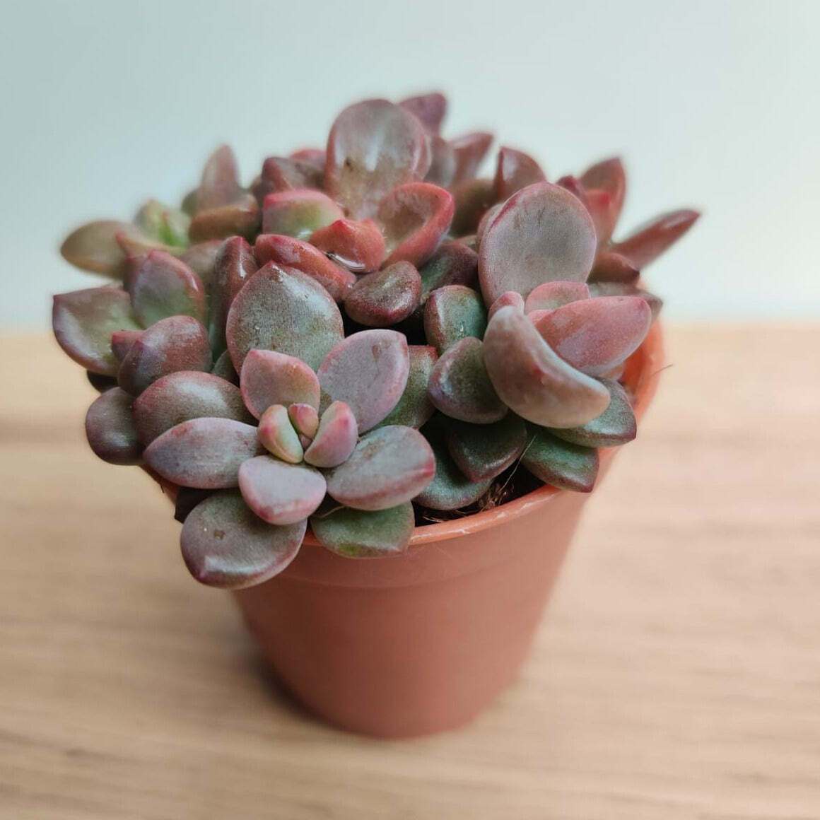 Sedum Commixtum Small Succulent Plant