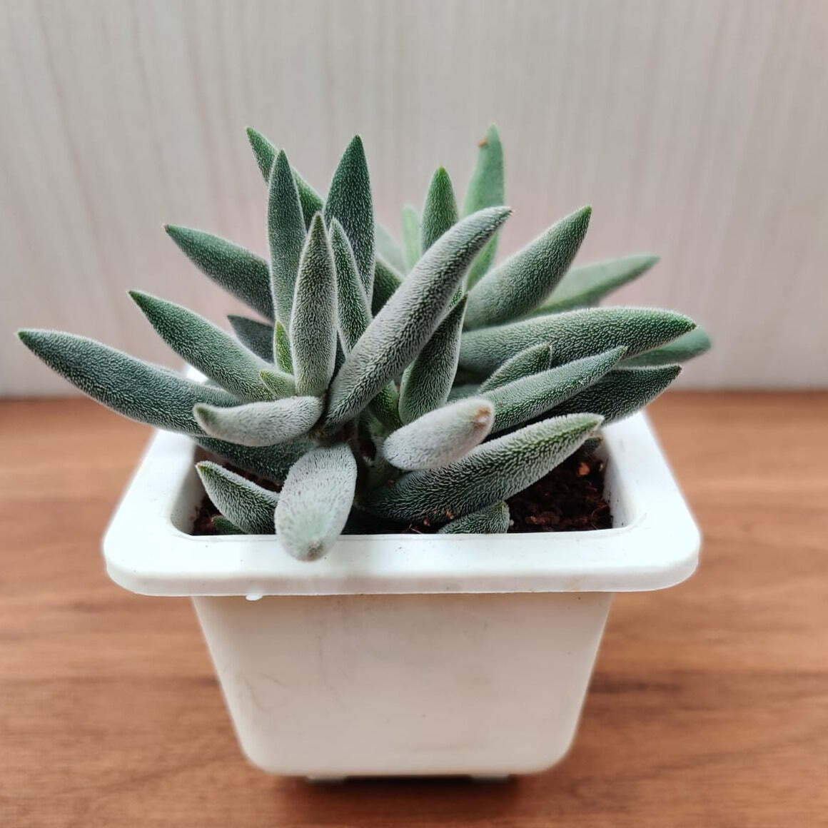 Crassula Mesembryanthemoides Hybrid Succulent Plant