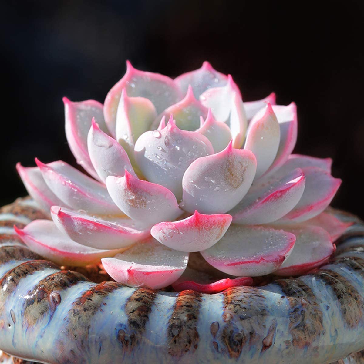 Succulent Plants， Echeveria desmetiana de Smet Rosette Succulent Fully Rooted in 2” Planter