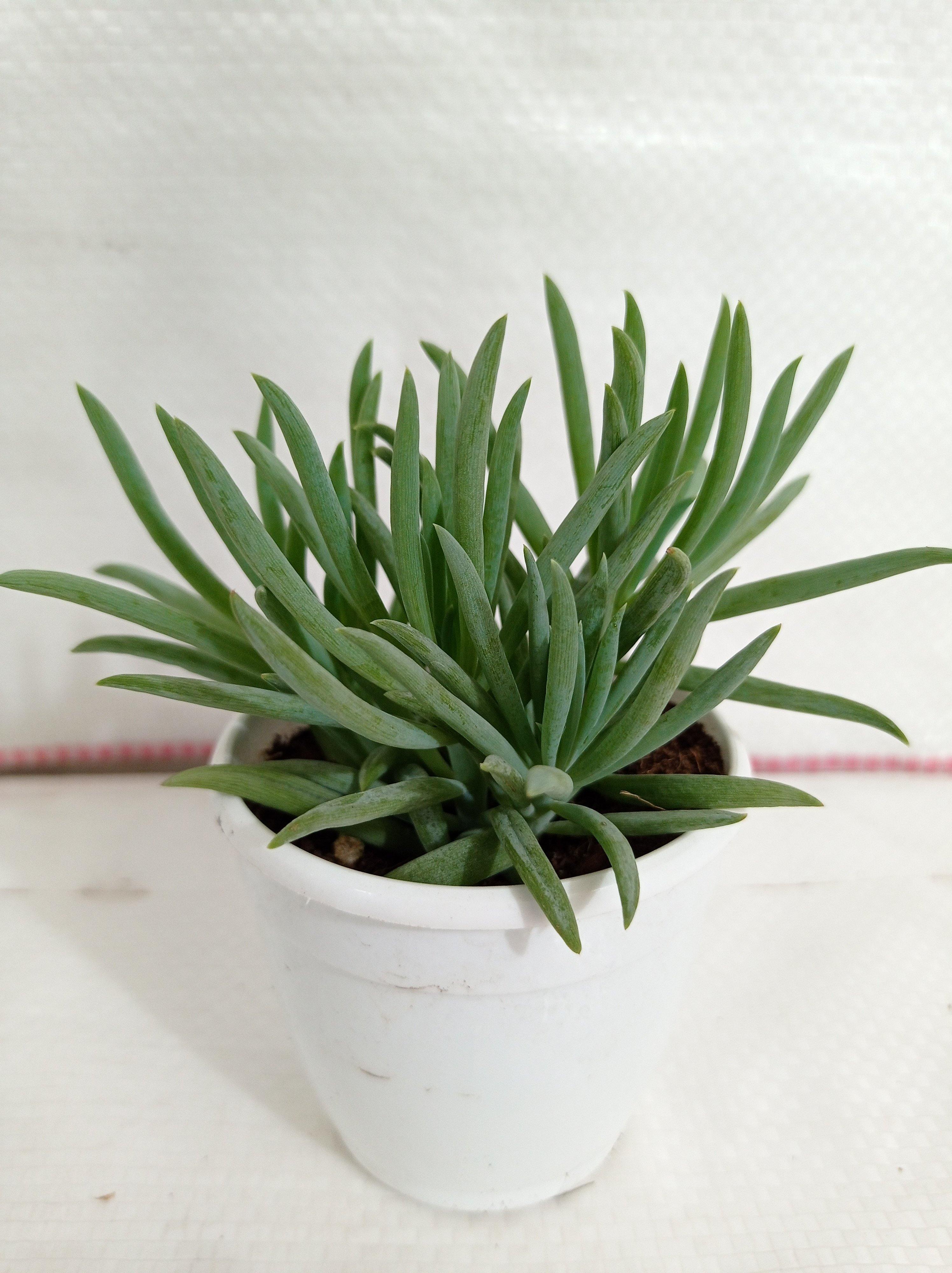 Senecio Cylindricus (Leaf Chalk Sticks) Succulent Plant