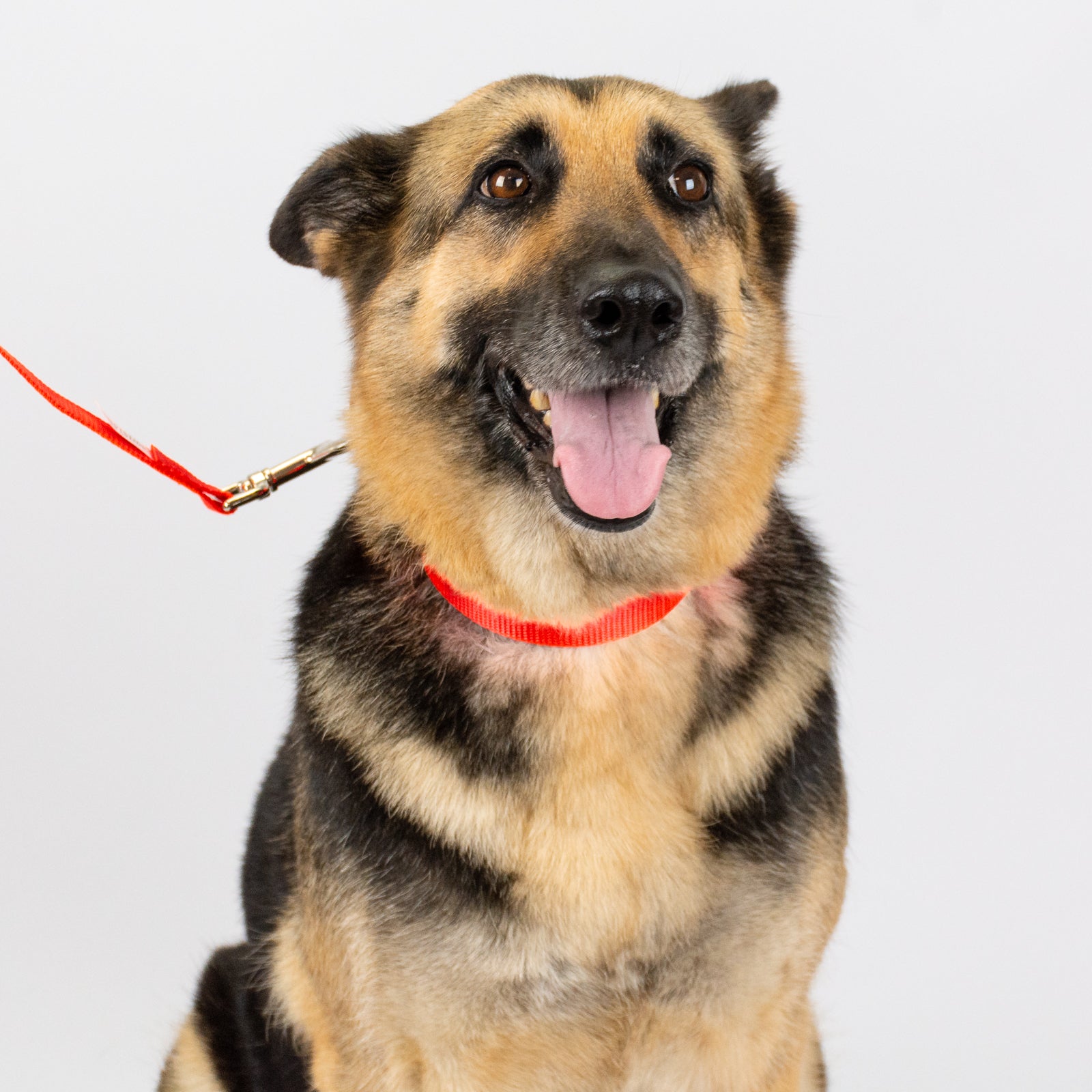 Country Brook Petz® 3/4 inch Nylon Dog Leash - Hot Orange， 6 Foot