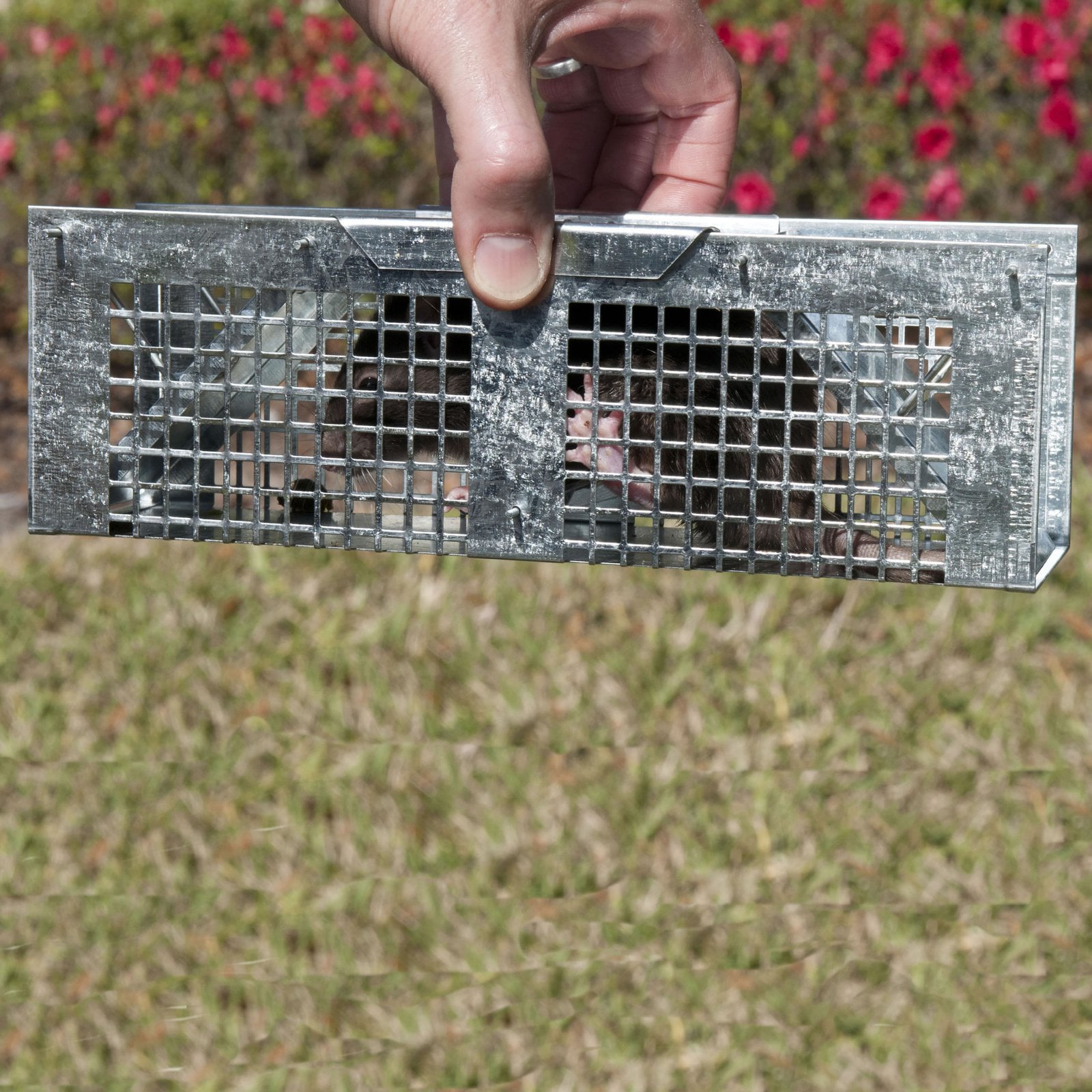 Havahart X-Small 2-Door Small Animal Trap