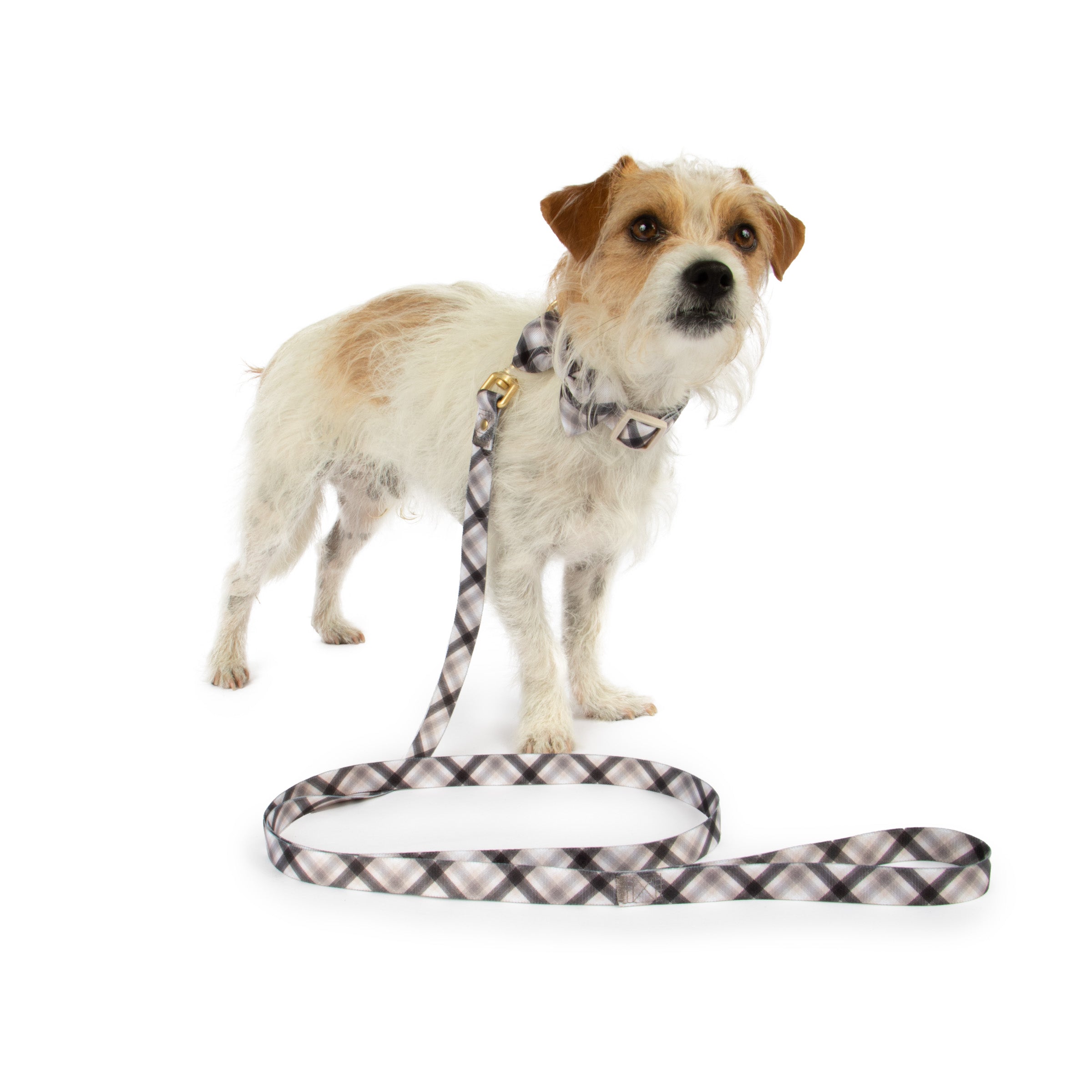 House of Barker， Plaid Bow Fashion Dog Collar and Leash Set， Gray
