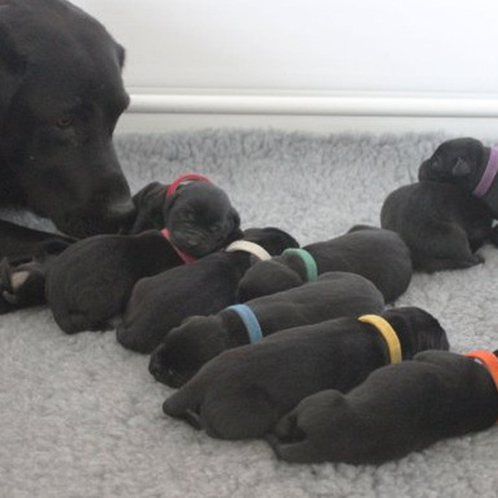 〖Hellobye〗12Pcs Newborn Adjustable Puppy ID Collar Reusable Breeders