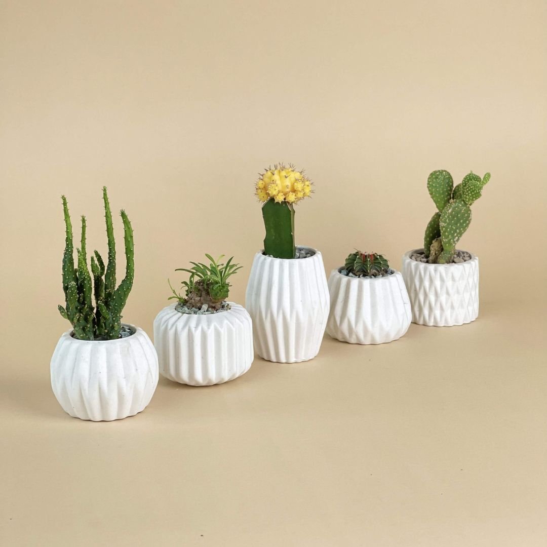 Mini Assorted Succulents in Geometric Ceramic Pots (Set of 4)