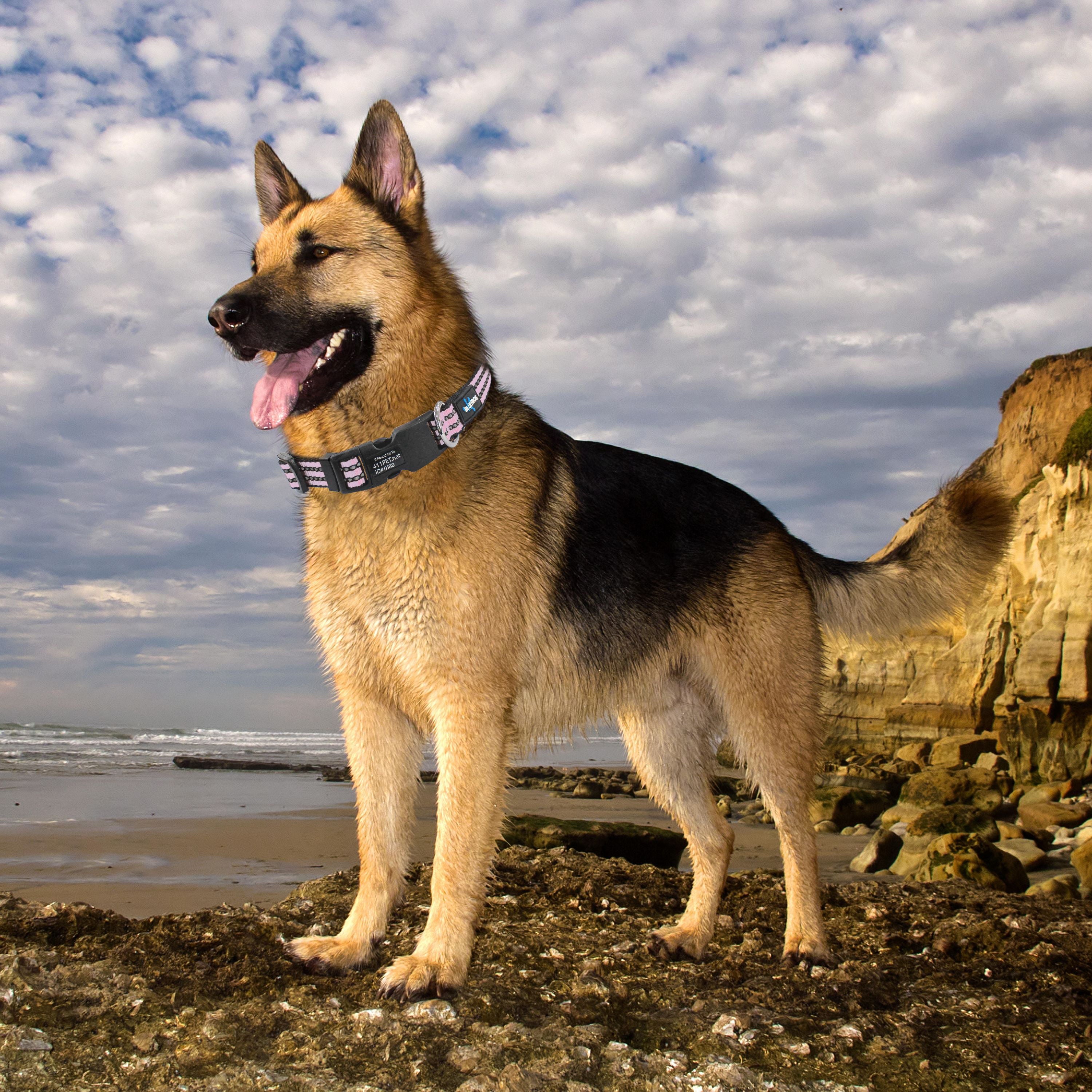 Blue Frog Track N Guard Protective GPS Tracking Dog Collar， Rose Gold， Large