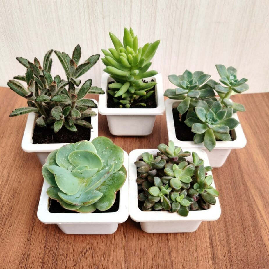 CAPPL Exotic Succulents Plants, Echieveria and Others Qty: 5 Live Succ