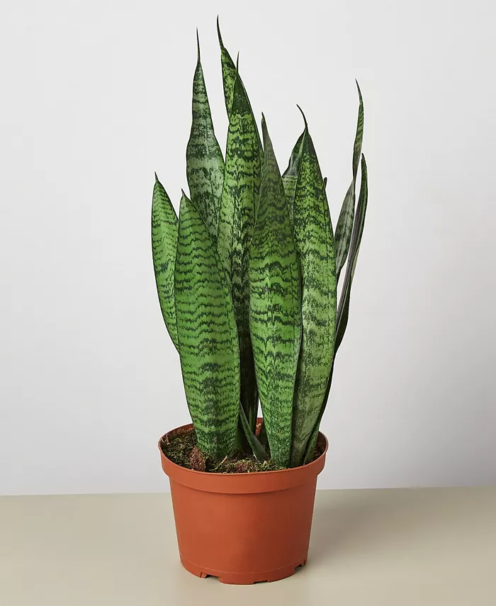 House Plant Shop Snake 'Zeylanica' Live Plant， 6