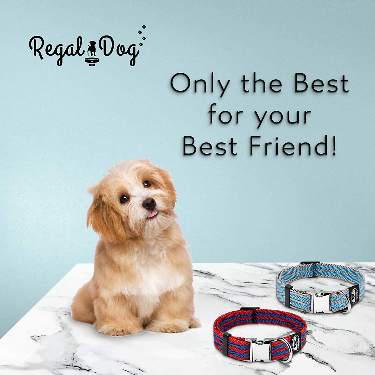 Regal Dog Products Dog Collar with Metal Buckle and D Ring - Fits Small， Medium， Large Dogs