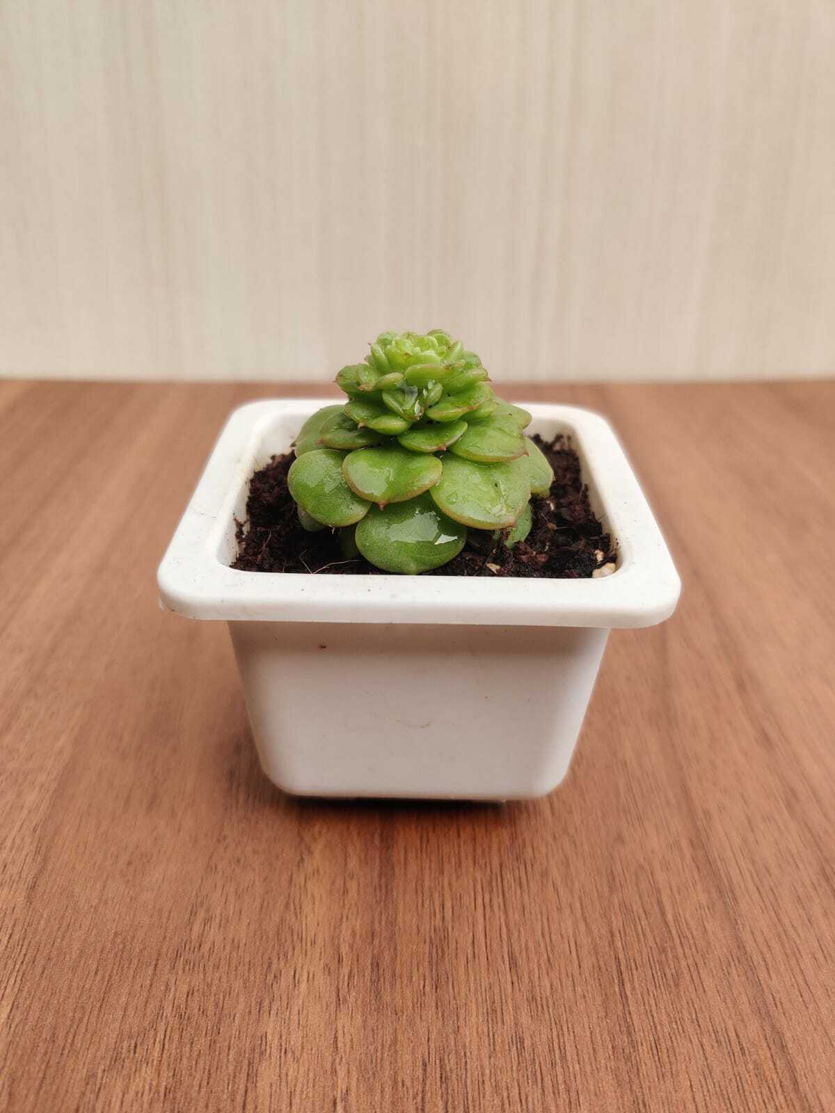 Echeveria Rolly (Sedeveria Rolly) Succulent Plant