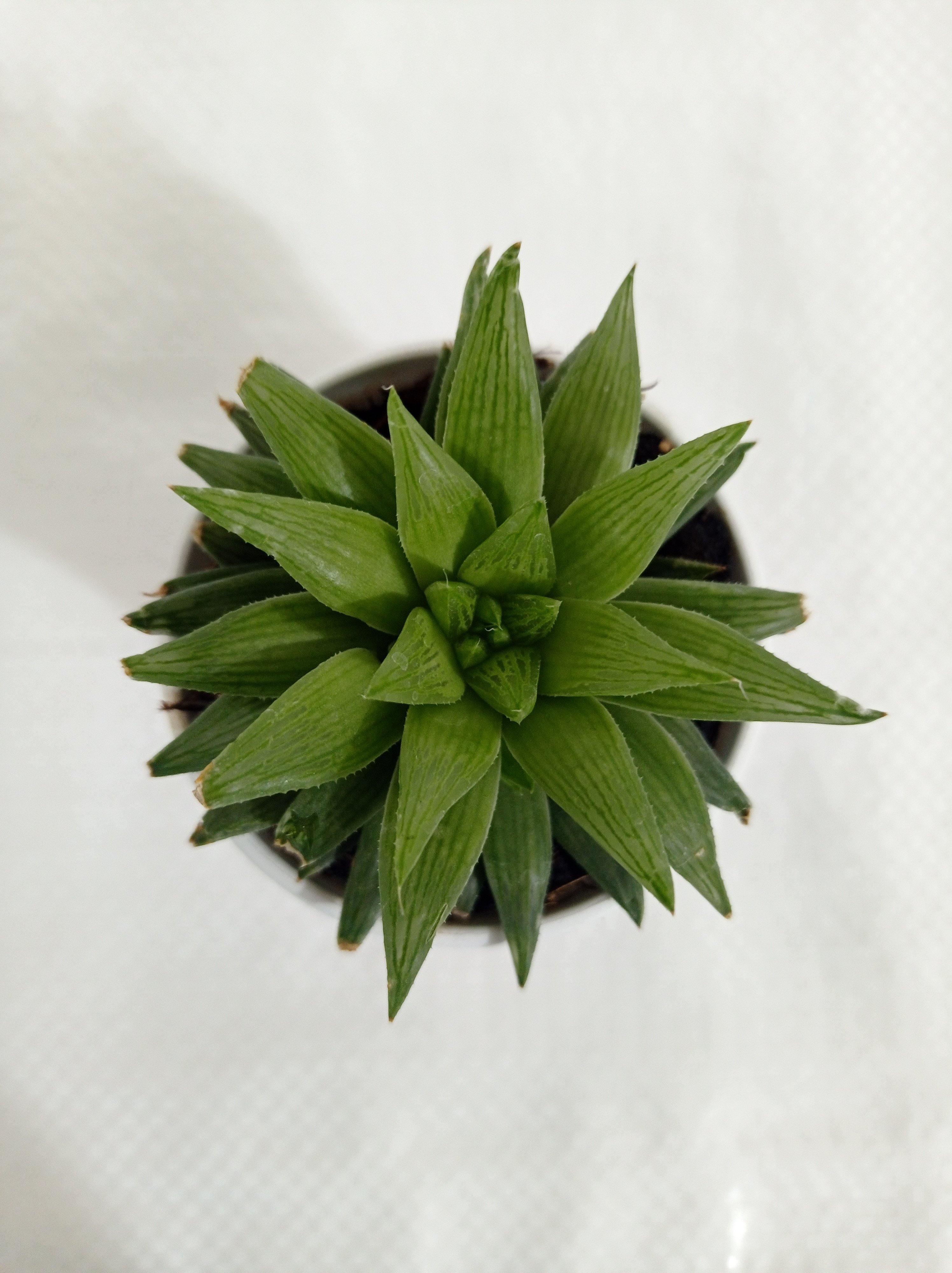 Haworthia Retusa Succulent Plant