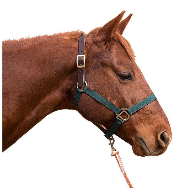 Intrepid International 123049 Poly Breakaway Horse Halter Yearling - Purple