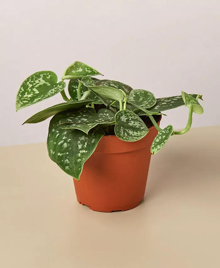 House Plant Shop Pothos 'Satin' Live Plant， 4