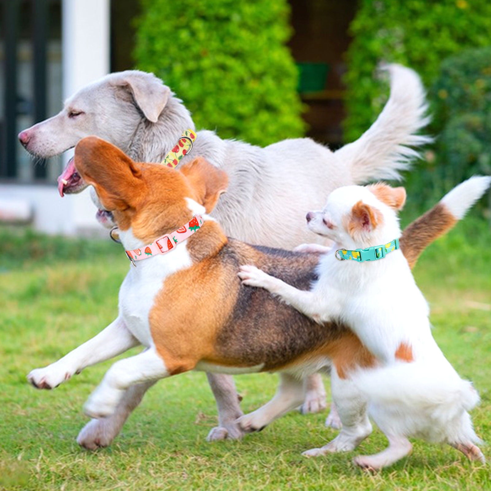 3 Pack Dog Collars Fruit Pattern Design Soft Comfortable Dog Collars for Small Medium and Large Dogs