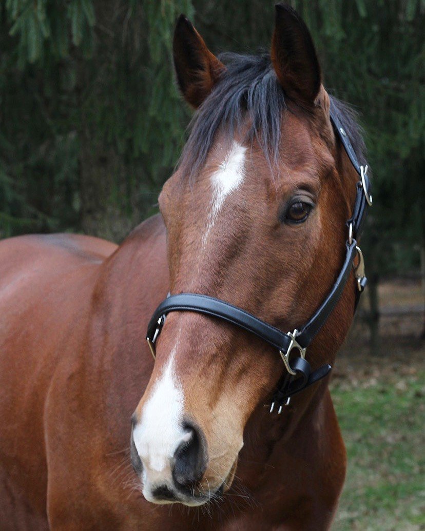 Henri de Rivel Everyday Halter