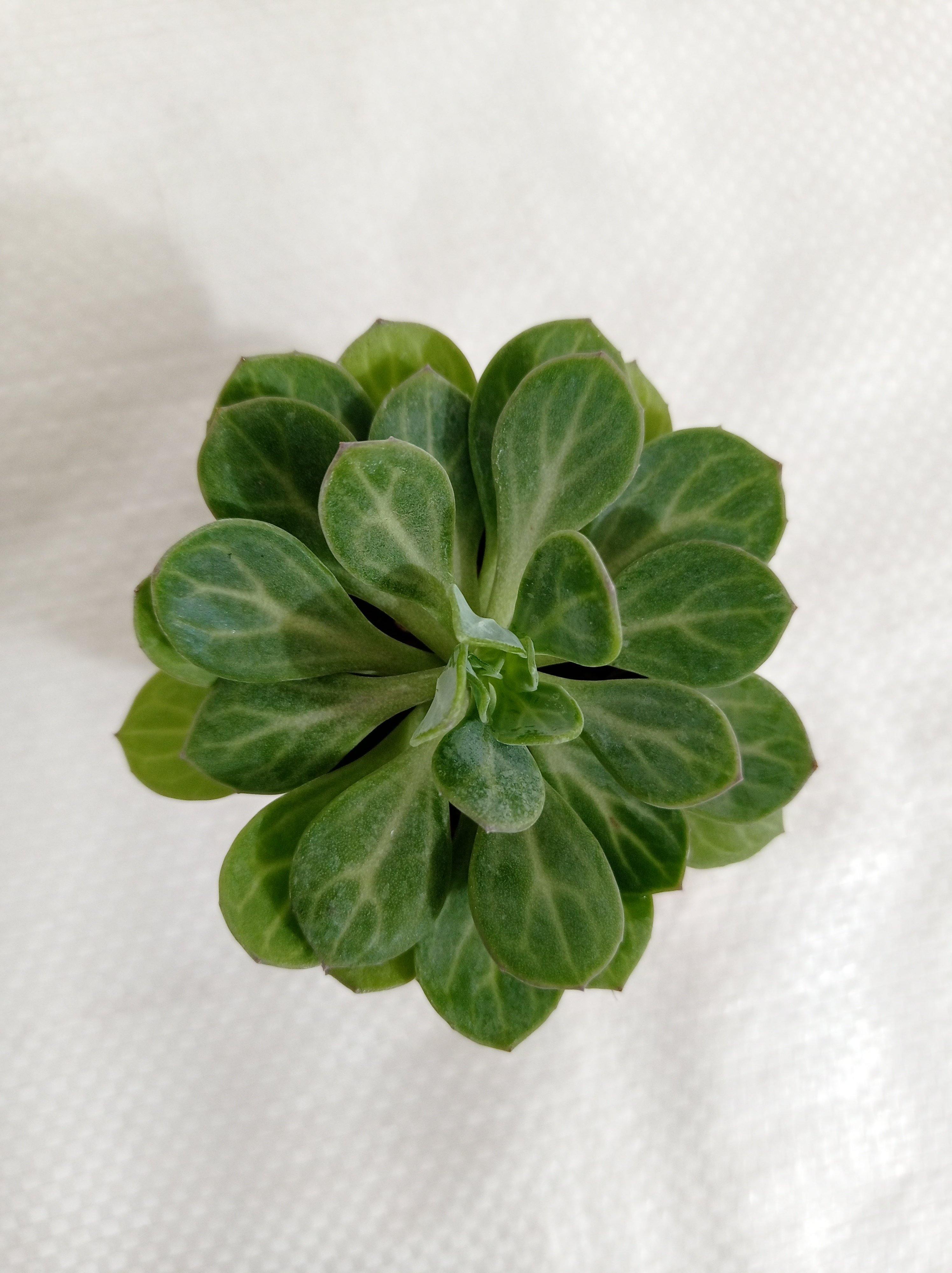 Senecio Obovatus Small Succulent Plant