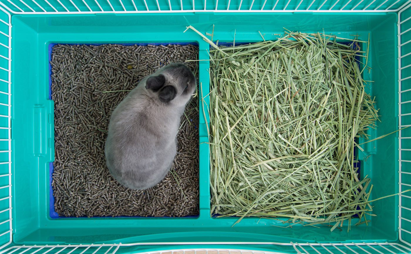 IRIS USA Mobile Wire Animal House， Green