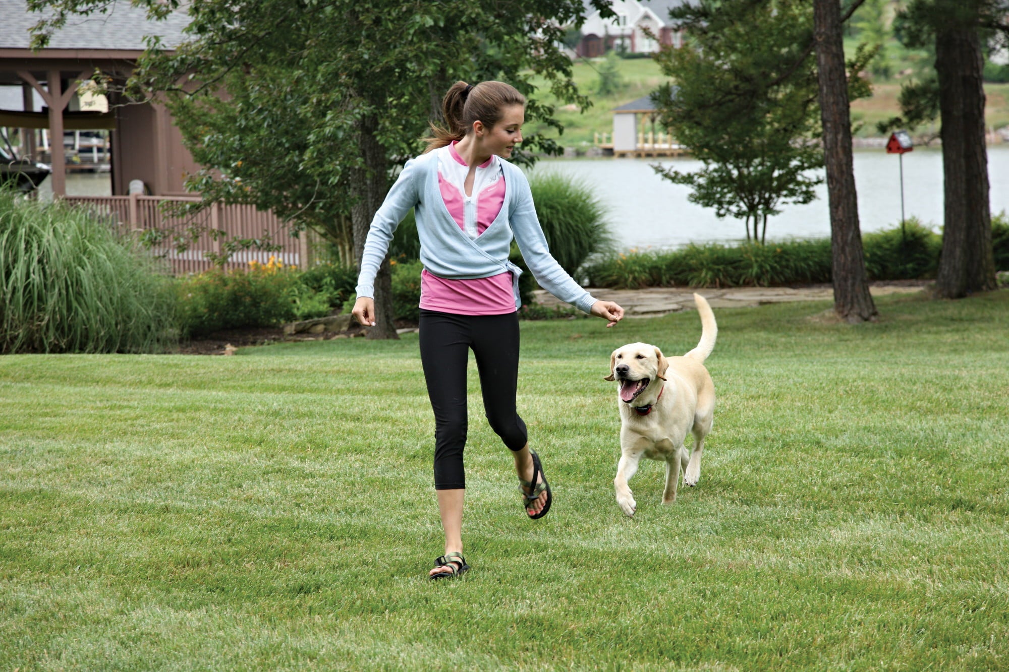 PetSafe Stubborn Dog Stay and Play Wireless Fence Receiver Collar， Waterproof， Rechargeable