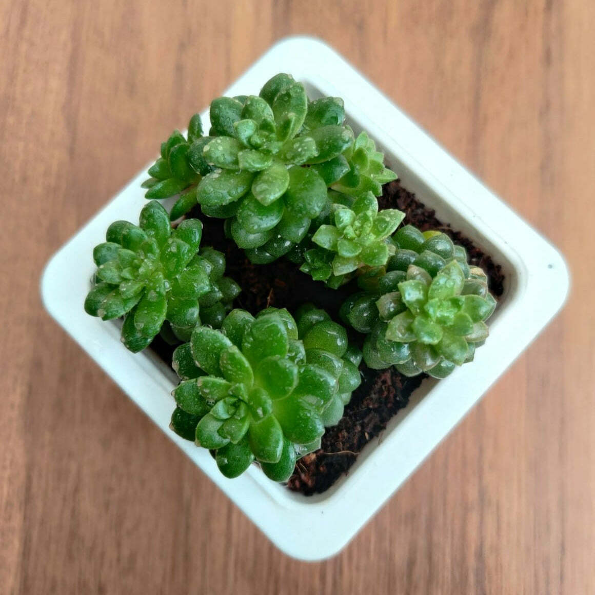 Sedum Cremnosedum 'Little Gem' Succulent Plant