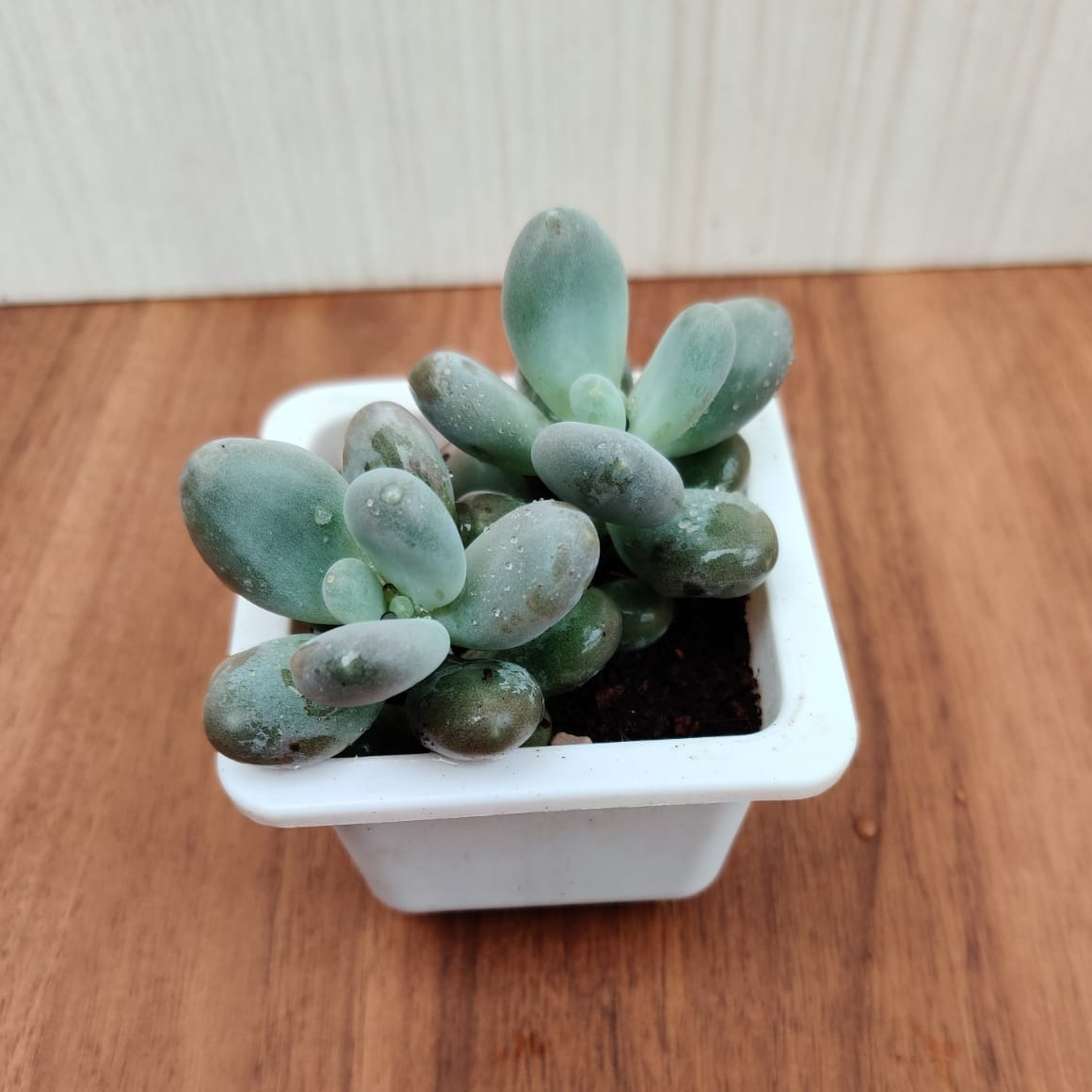 Sedum Treleasei Succulent Plant