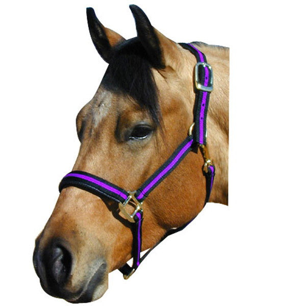 Comfort Padded Halter with Snap Pony Blue