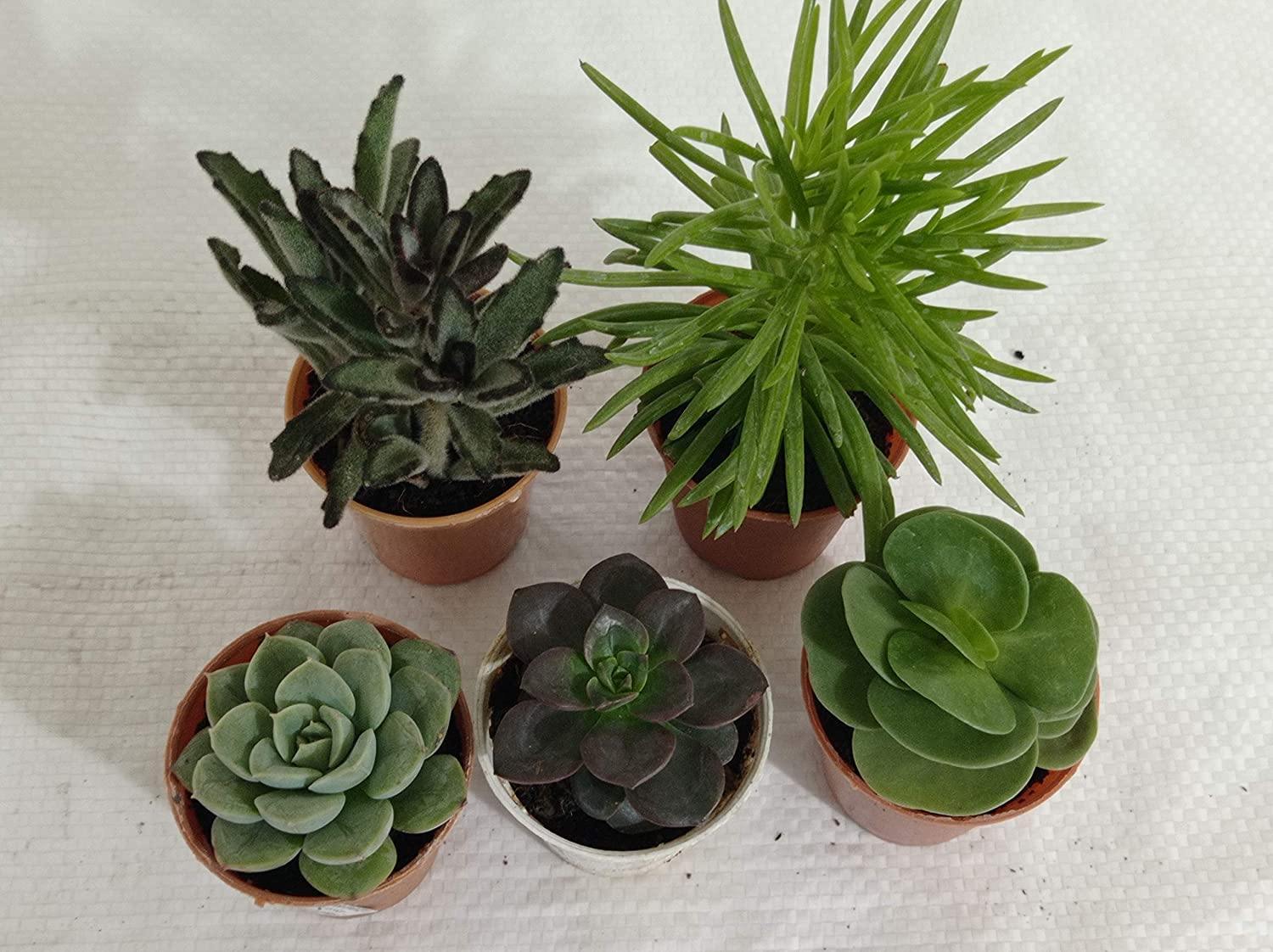 Succulents Set ,Qty: 5 (any 5 Small Succulent )