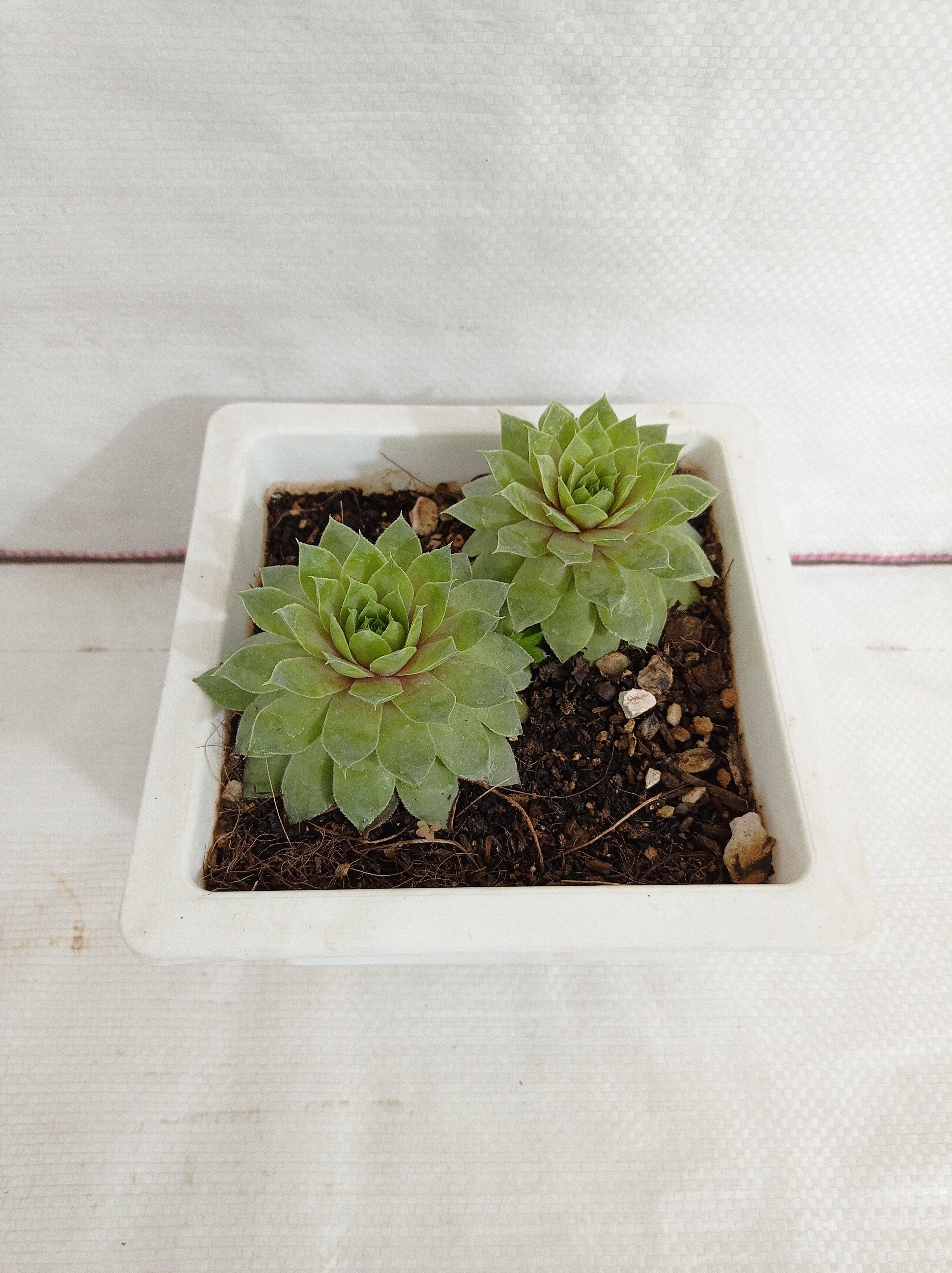 Sempervivum Green Wheel (Lakshmi Kamal) Big Succulent Plant