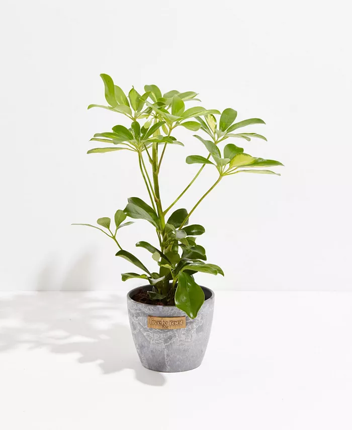 Lively Root Schefflera Gold Capella Umbrella Tree Live Plant， 4