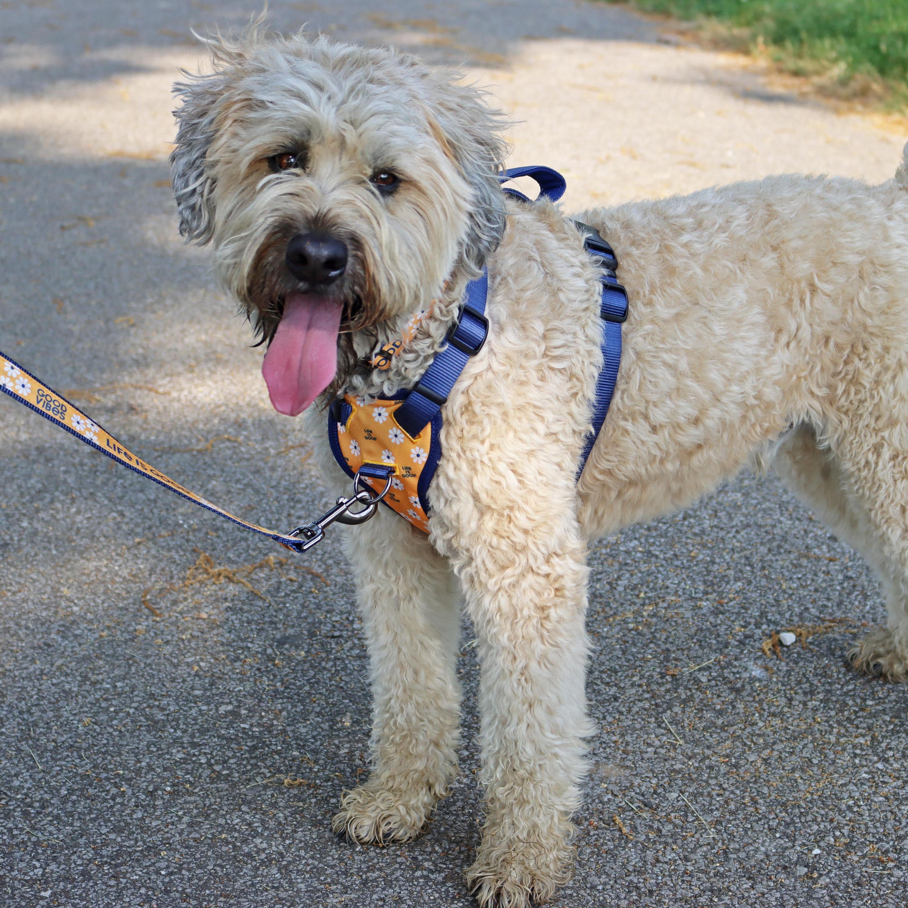 Life is Good® Canvas Overlay Dog Collar， Yellow Good Vibes， 5/8