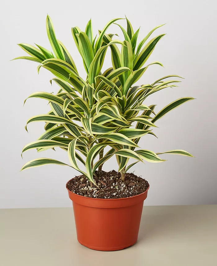 House Plant Shop Dracaena 'Song Of India' Live Plant， 6