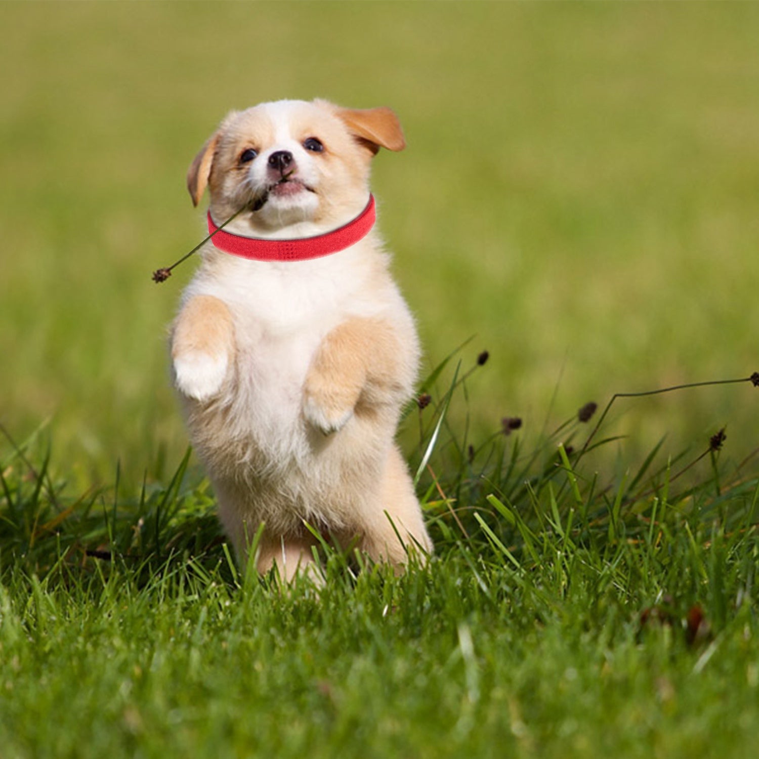 iMountek 12 Colors Whelping Puppy ID Collars Adjustable Double-Sided Pet ID Bands Large