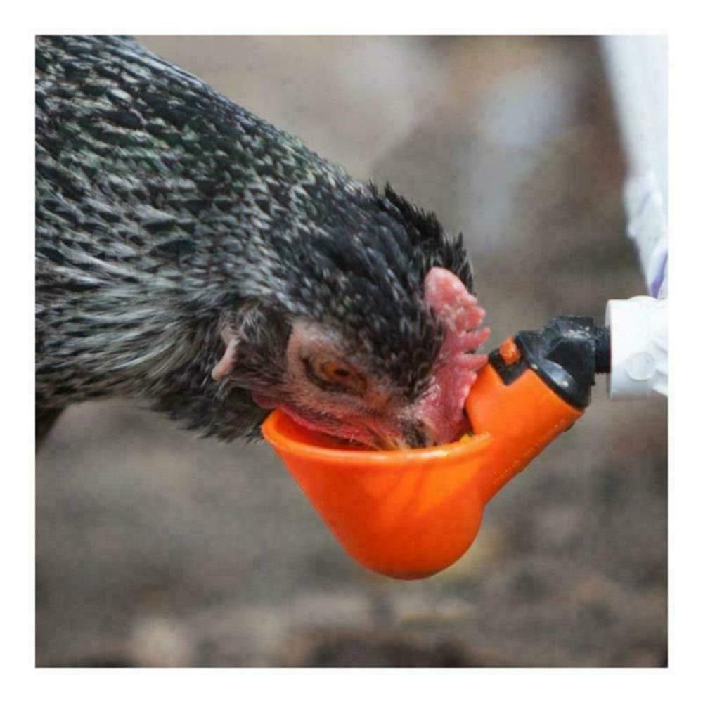 10/20 Pcs Hot new Quail Bird Chicken Coop Feed Fowl Bowl Poultry Water Drinking Cups Plastic Chicken Hen Plastic Automatic Drinker 10 PCS