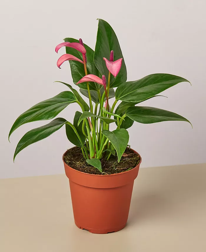 House Plant Shop Purple Anthurium Live Plant， 4