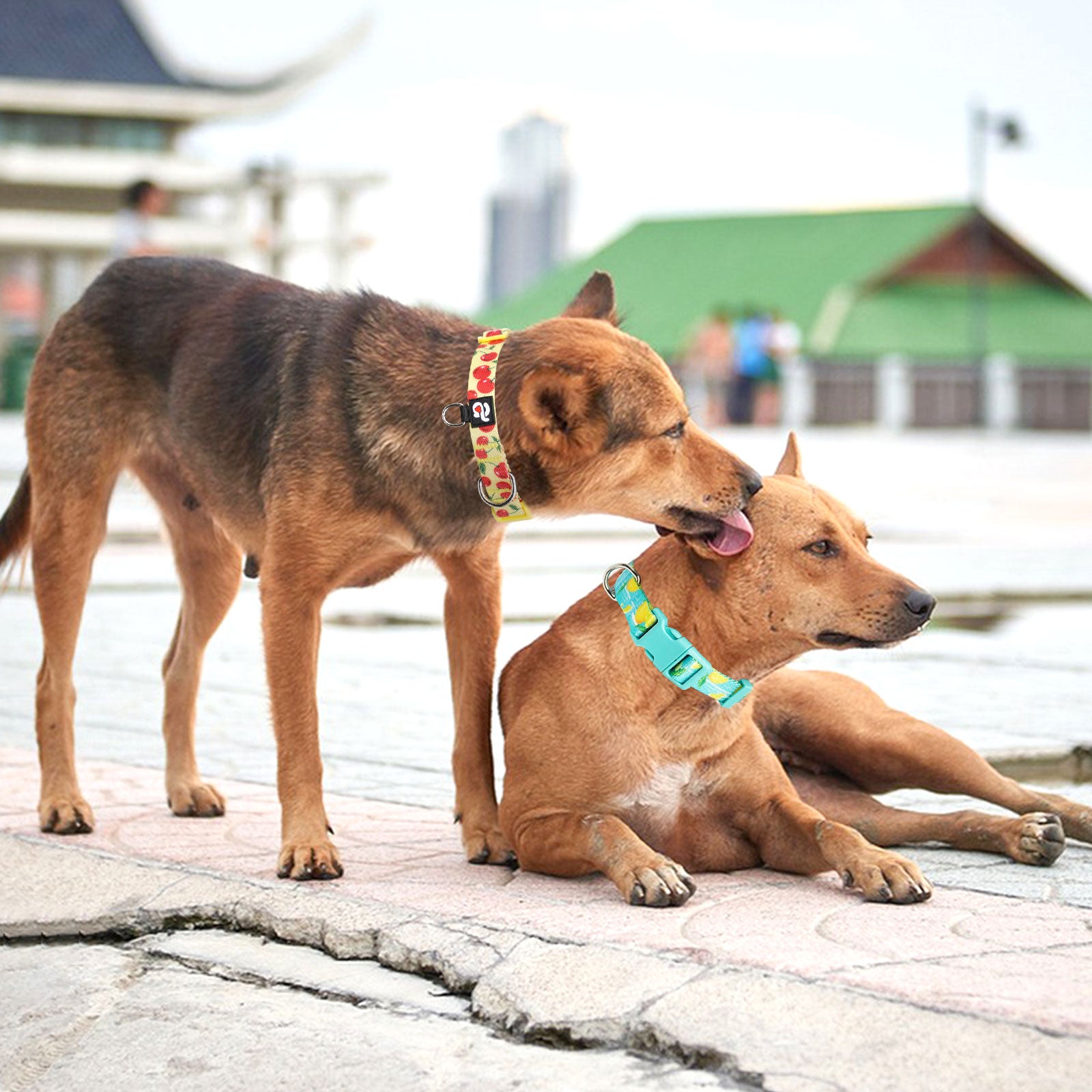 3 Pack Dog Collars Fruit Pattern Design Soft Comfortable Dog Collars for Small Medium and Large Dogs