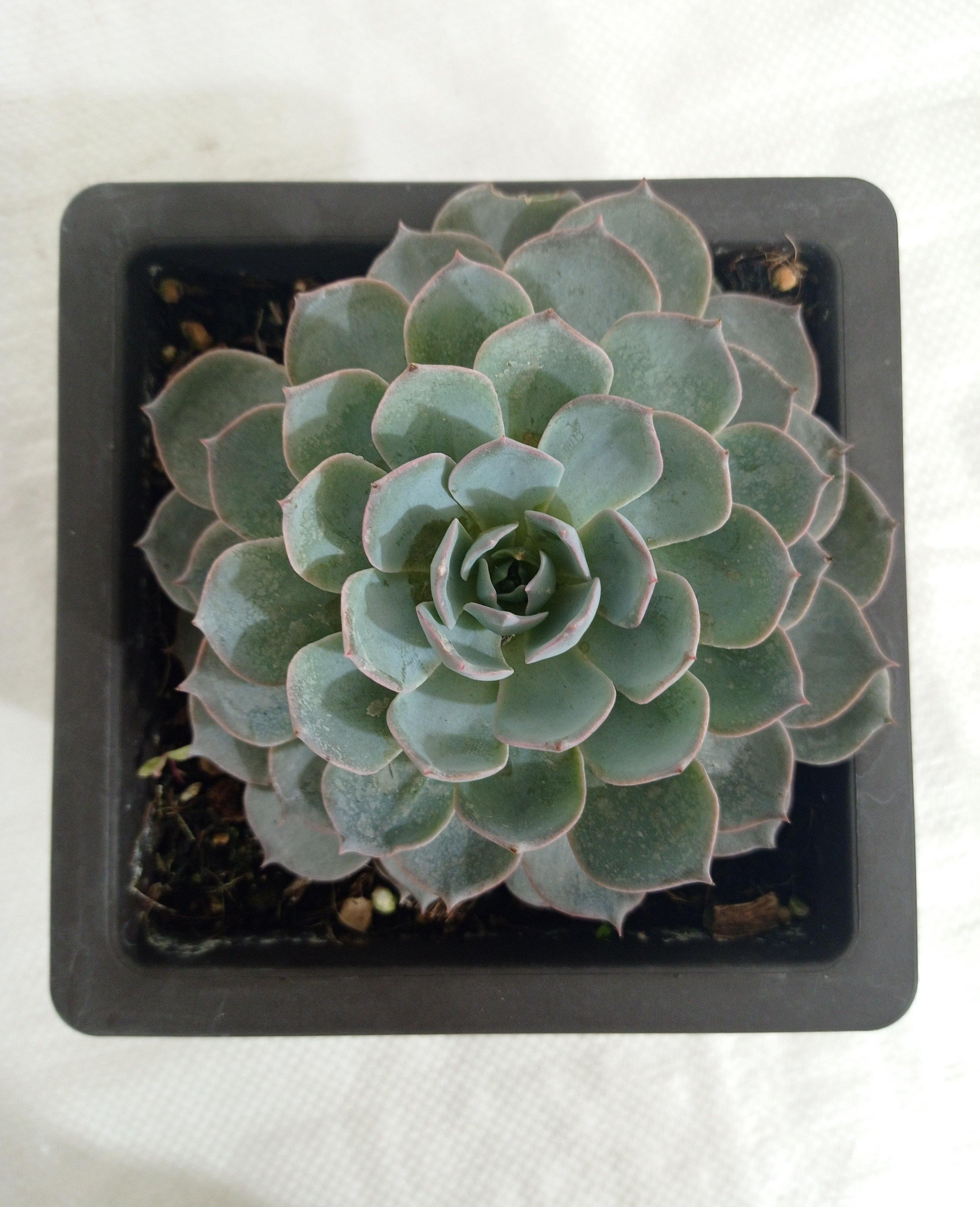 Echeveria Subsessilis Big Succulent Plant